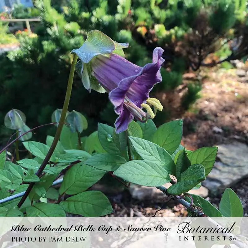 Blue Cathedral Bells Cup and Saucer Vine Seeds