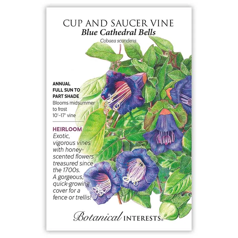 Blue Cathedral Bells Cup and Saucer Vine Seeds