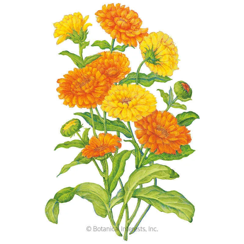 Pacific Beauty Blend Calendula (Pot Marigold) Seeds